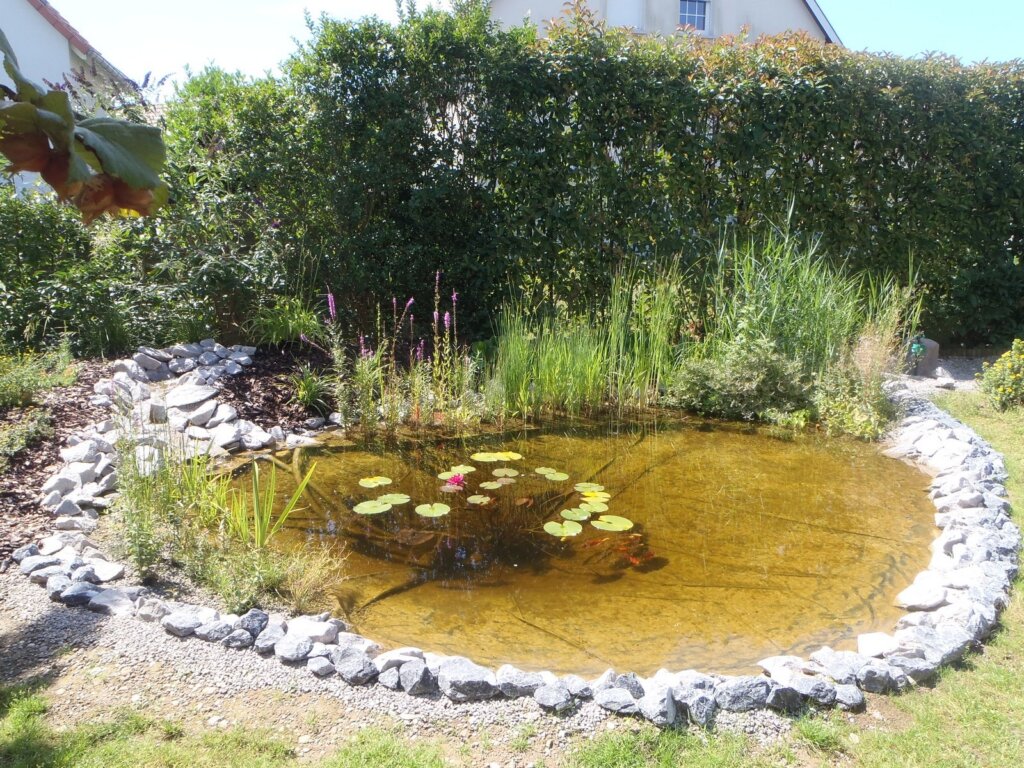bassin-biotope-16_